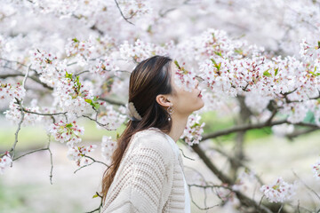 桜の花と女性