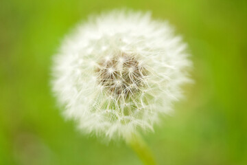 タンポポの綿毛