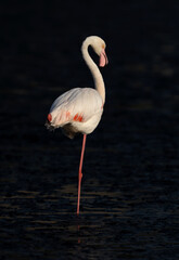 Greater Flamingos restin on one leg in the morning hours at Tubli bay, Bahrain