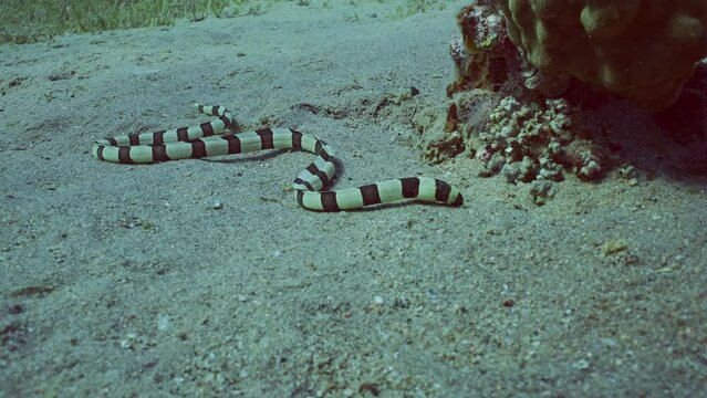 Harlequin Snake Eel (Myrichthys colubrinus) crawls along sandy bottom in daytime, Slow motion