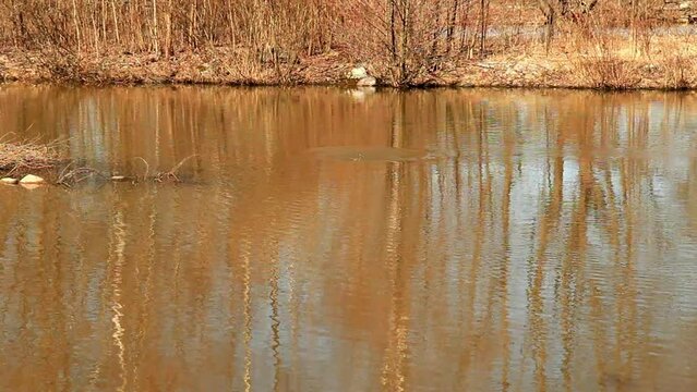 Common Merganser ( Mergus merganser ) Adult Male And Female swimming  in pond, breeding season.