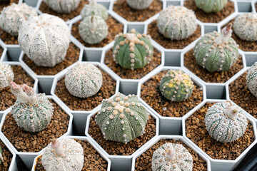 Astrophytum Asterias. Cactus farm with close-up of succulent and cactus collection in pot. It' s natural background from little plants. 