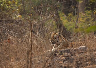 A tiger resting in the mid of bushes at Tadoba Andhari Tiger Reserve, India