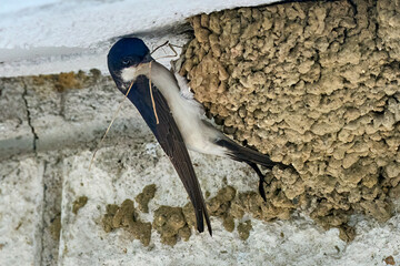 swallow bird, Hirundinidae, feeding her breed in their nest