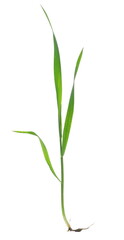 Green young wheat, macro in spring, isolated on white, clipping path