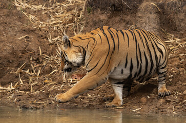 Tiger near a water hole Tadoba Andhari Tiger Reserve, India