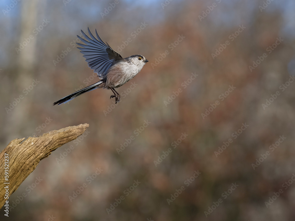 Wall mural Long-tailed tit, Aegithalos caudatus