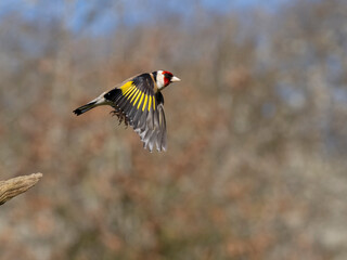 Goldfinch, Carduelis carduelis