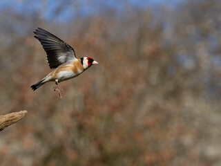 Goldfinch, Carduelis carduelis