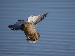 Mallard, Anas platyrhynchos,