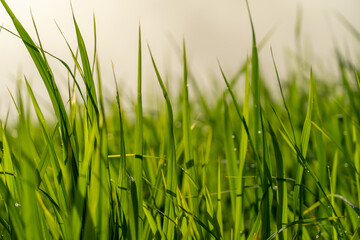 Selective focus of Rice field sprouting green leaves in the fresh morning atmosphere and there are dew drops.