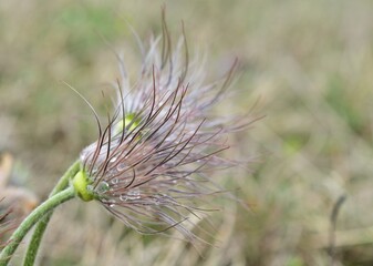 Große Kuhschelle (Pulsatilla grandis) Samen