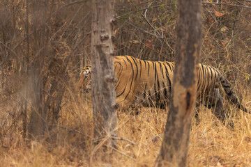 A tiger walking in the jungle at Tadoba Andhari Tiger Reserve, India