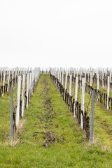 geschnittene Weinreben im Weinberg im Fr&uuml;hjahr