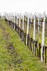geschnittene Weinreben im Weinberg im Fr&uuml;hjahr