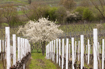 weiss blühender Kirschbaum in Weinberg mit geschnittenen Weinreben