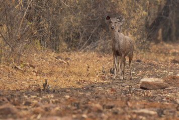 Naklejka na ściany i meble A pair of Sambar deer in Tadoba Andahari Tiger Reserve, India