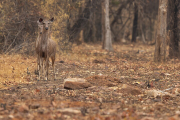 Naklejka na ściany i meble A pair of Sambar deer in Tadoba Andahari Tiger Reserve, India