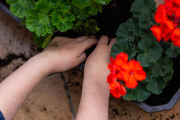 Planting peargonium and other potted flowers for balcony decoration. Spring arranging gardens and decorating balconies.