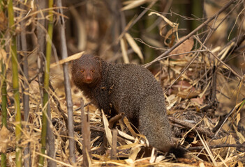Closeup of a Ruddy mongoose in Tadoba Andahari Tiger Reserve, India