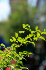 Fototapeta na wymiar Small twigs, fresh green leaves
