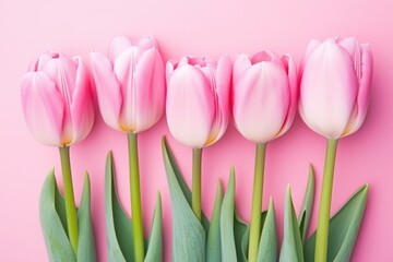 Pink tulips on a soft pink background
