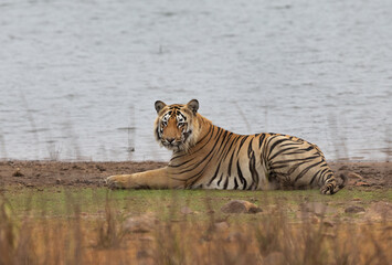 Fototapeta na wymiar A tiger in royal pose resting near Telia lake of Tadoba Andhari Tiger Reserve, India
