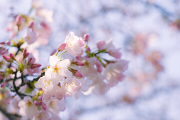春の日差しと満開の桜