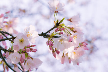 春の日差しと満開の桜