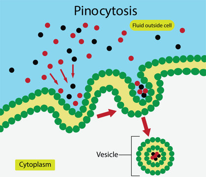 illustration of biology, Pinocytosis, extracellular fluid are brought into the cell through an invagination of the cell membrane, resulting in their containment within a small vesicle inside the cell
