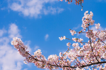 春の日差しと満開の桜