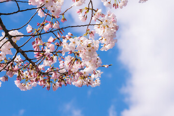 春の日差しと満開の桜