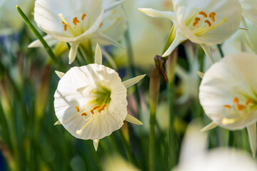Fototapeta premium Spring flowers narcissus (daffodils) blooming in a garden, close-up macro