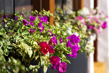 flowers in a garden
