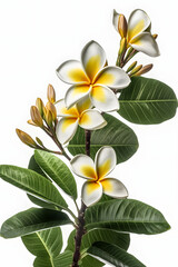 plumeria flowers and leaves pattern flowers and leaves