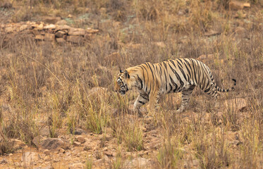 Naklejka na ściany i meble Tiger near Telia lake at Tadoba Andhari Tiger Reserve, India