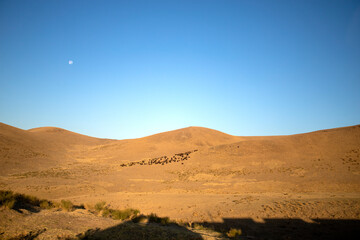 Herd of animals in the desert landscape