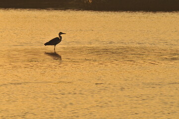 heron on the beach