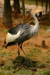grey crowned crane