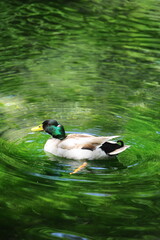 duck on a pond