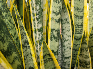 Tropical green plant 