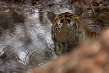 Tiger resting near a stream at Tadoba Andhari Tiger Reserve, India