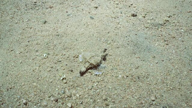 Common Seamoth, Little Dragonfish or Short Dragonfish (Eurypegasus draconis) walking on sand bottom on sunny day in sun glare, top view, slow motion