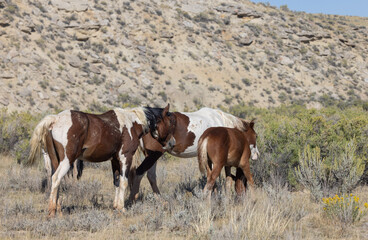 Wild Horses in Fall in the Wyoming Desert