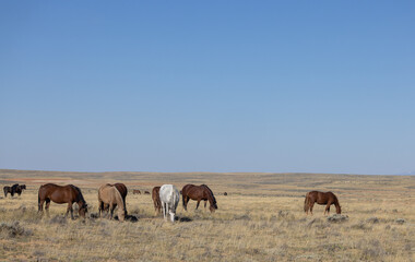 Fototapeta na wymiar Wild Horses in Fall in the Wyoming Desert
