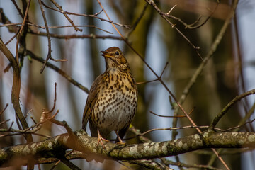 close up portrait of a thrush perched on  a branch with a blurred background