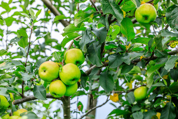 Green apples grow in the orchard