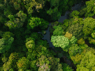 Naklejka premium Aerial View of a River flowing in the lush green Forest 
