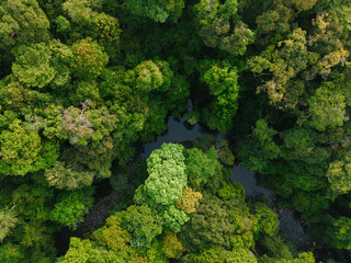 Aerial View of a River flowing in the lush green Forest 
