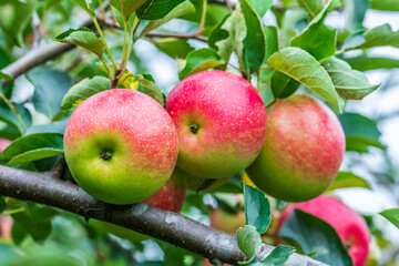 Fresh apples grow in the orchard